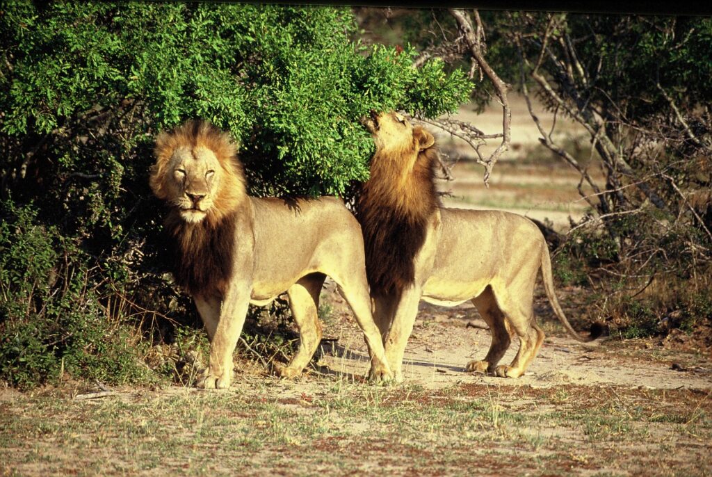 Two male lions side by side at the edge of the bush
