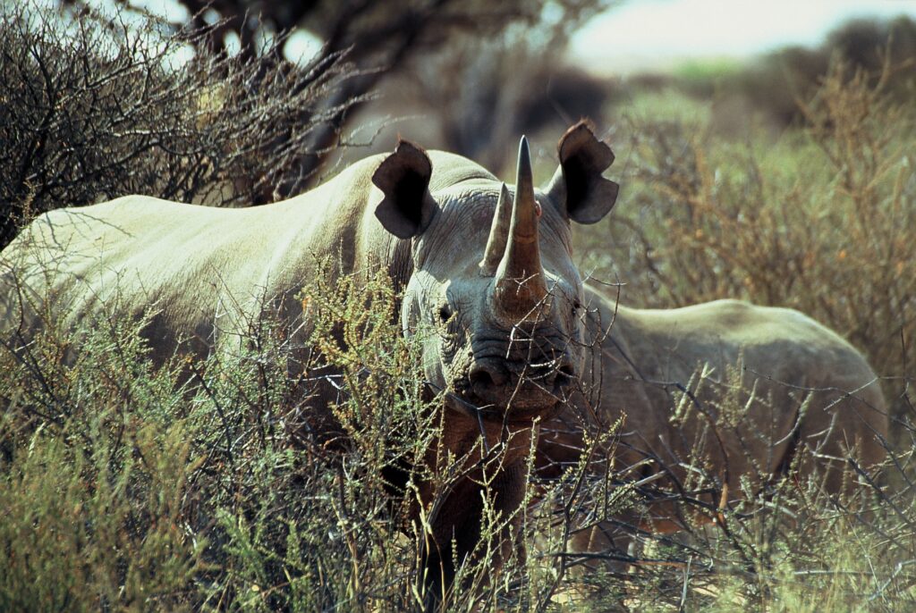 Rhino browsing in the bush