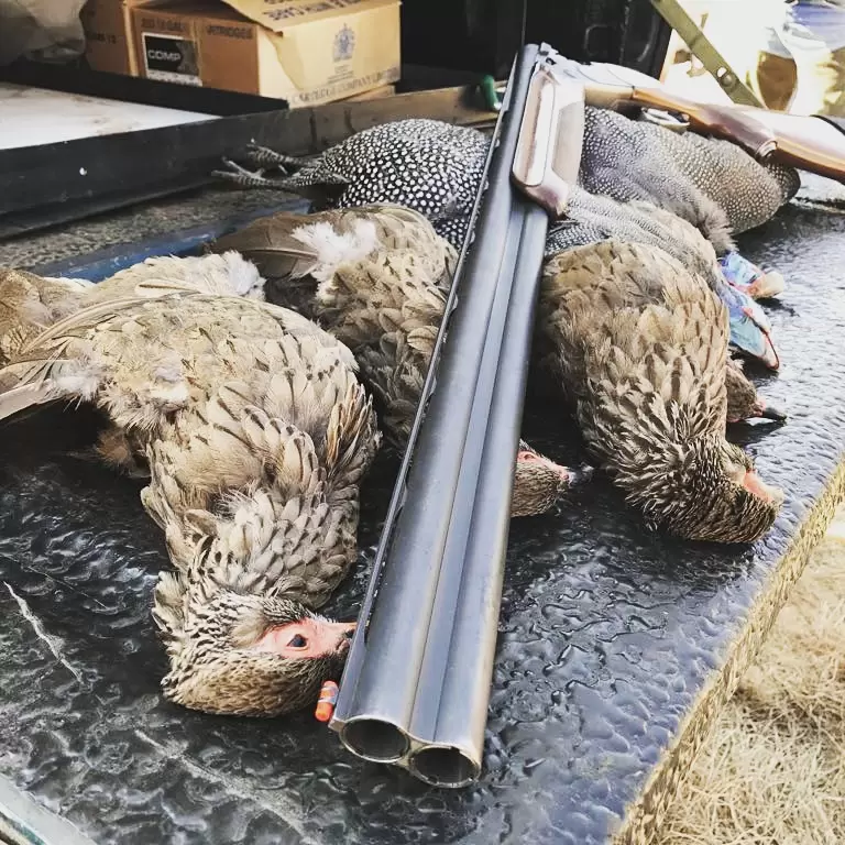 Francolin and a side-by-side shotgun after an upland bird hunt