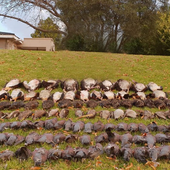 Rows of pigeons and doves laid out on a lawn after a high-volume shoot