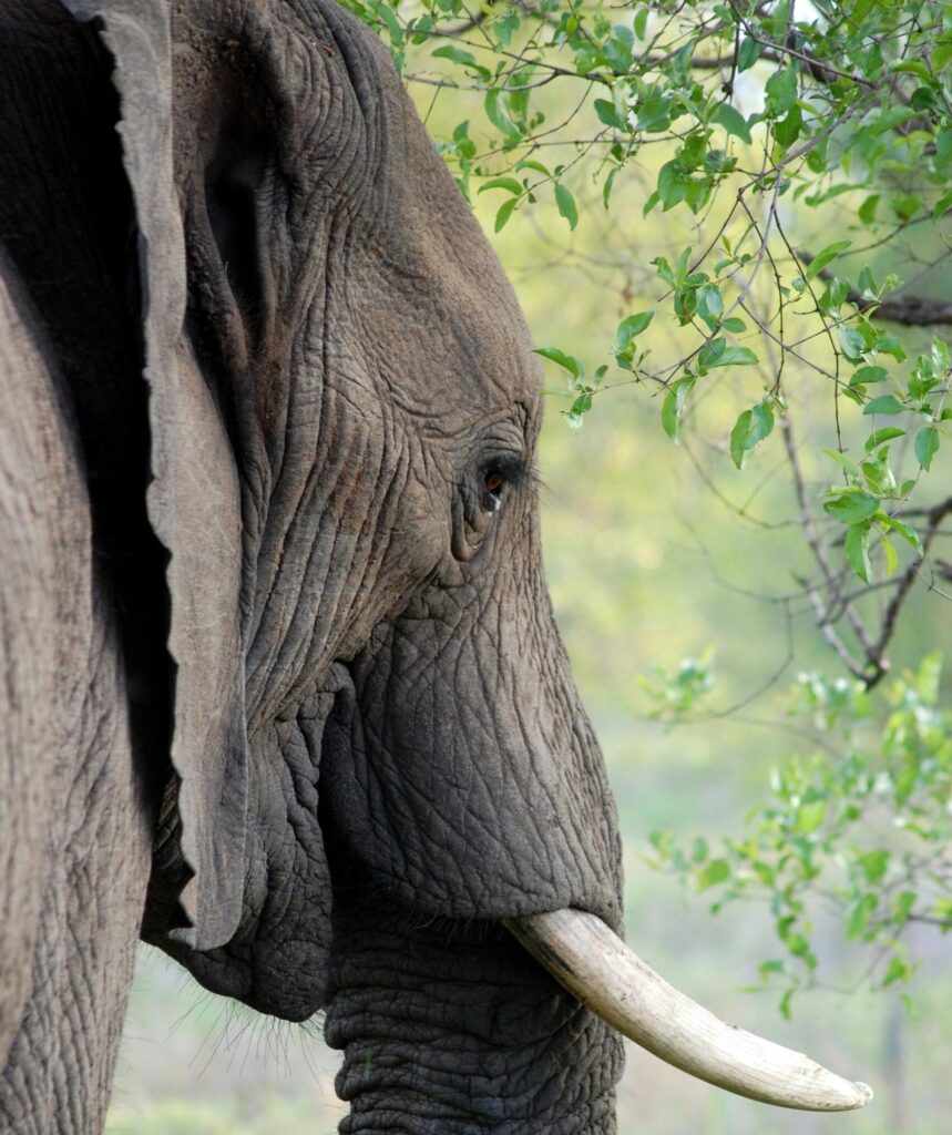 Close-up of an elephant's head and tusk
