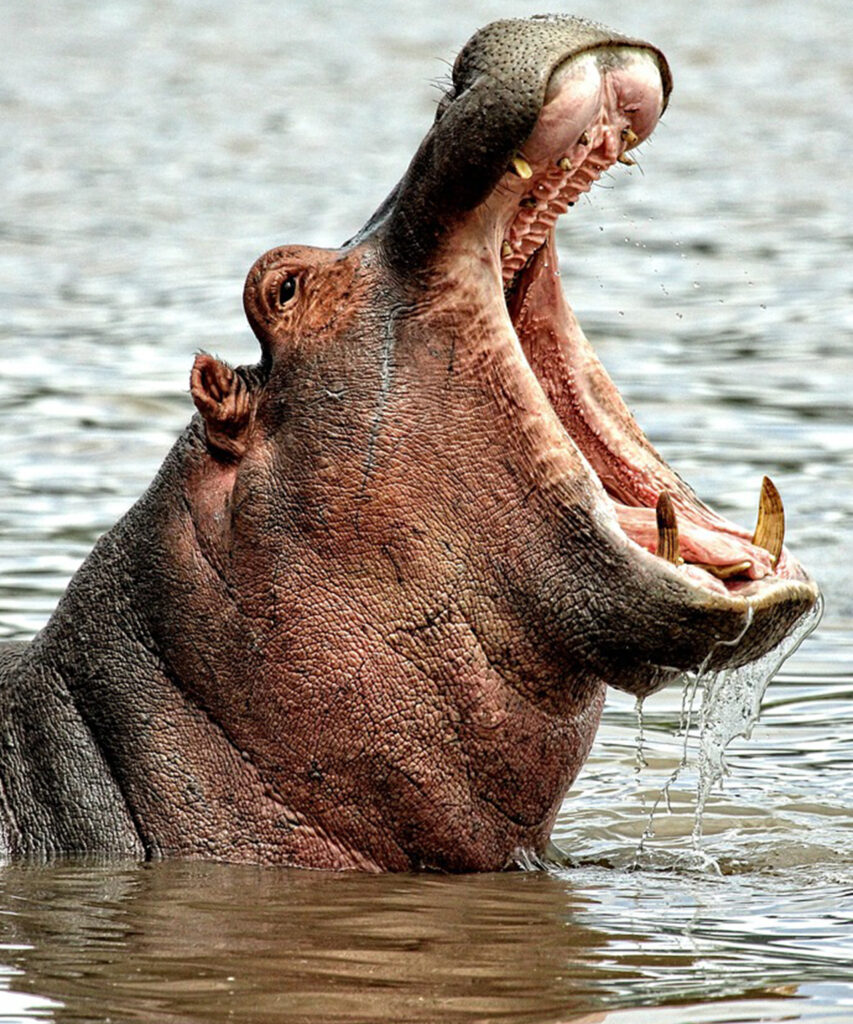 Hippo yawning in the water