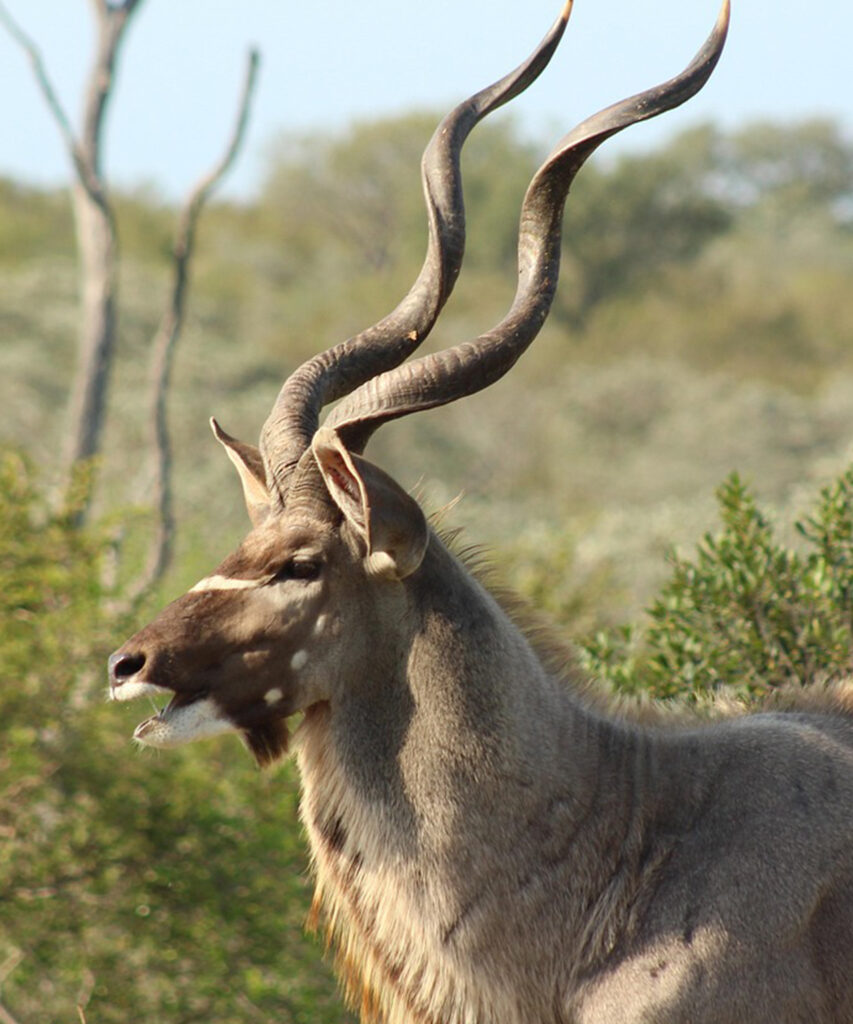 Kudu bull in the bushveld
