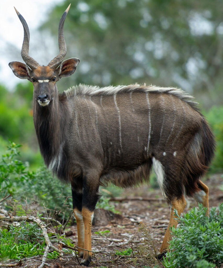 Nyala bull in the bush