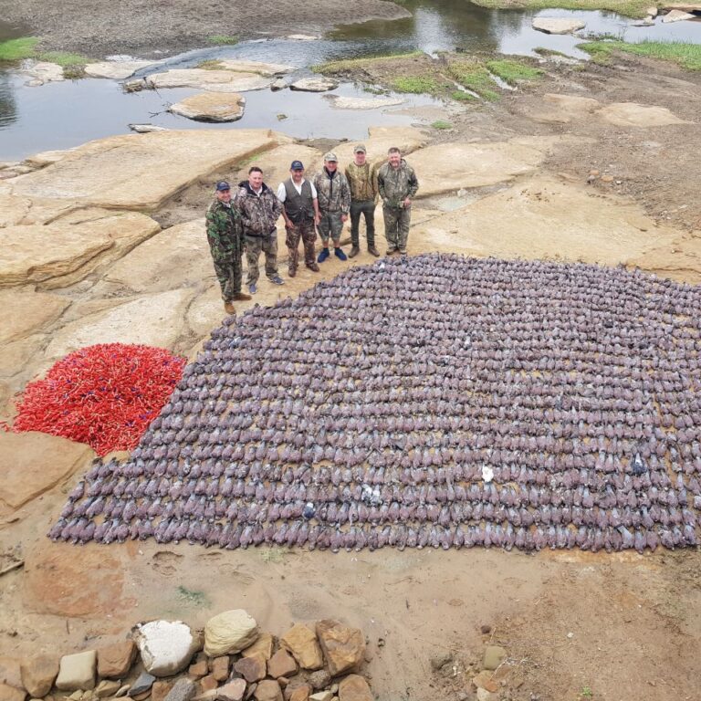 Wingshooting party with a large bag of pigeons laid on the rocks