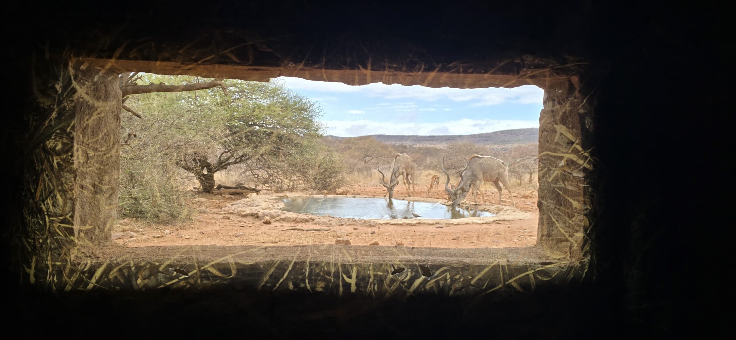Waterhole seen through the window of a bow hunting blind