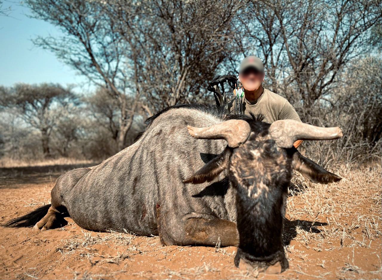 Bow hunter with a blue wildebeest