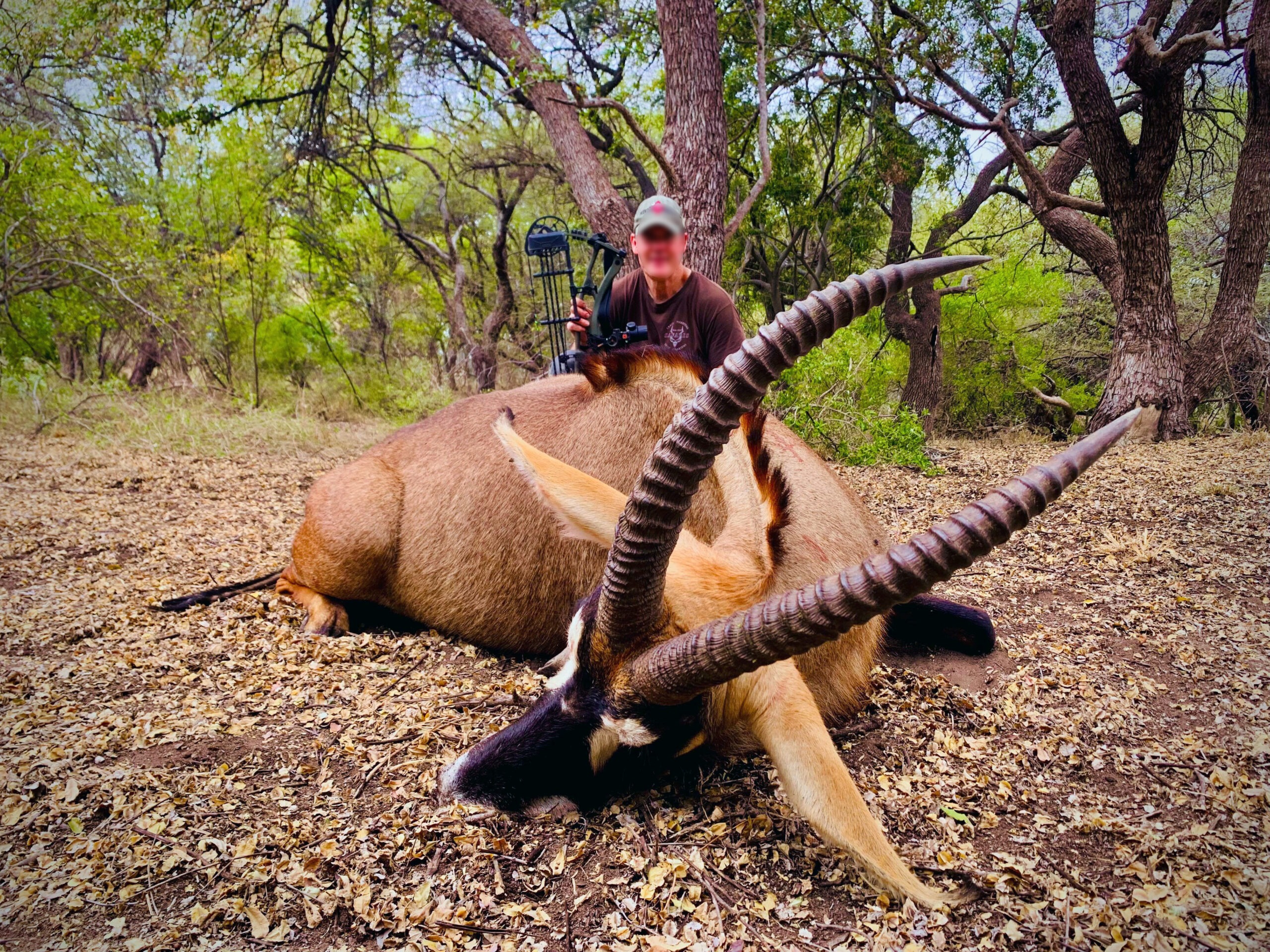 Bow hunter with a sable antelope bull