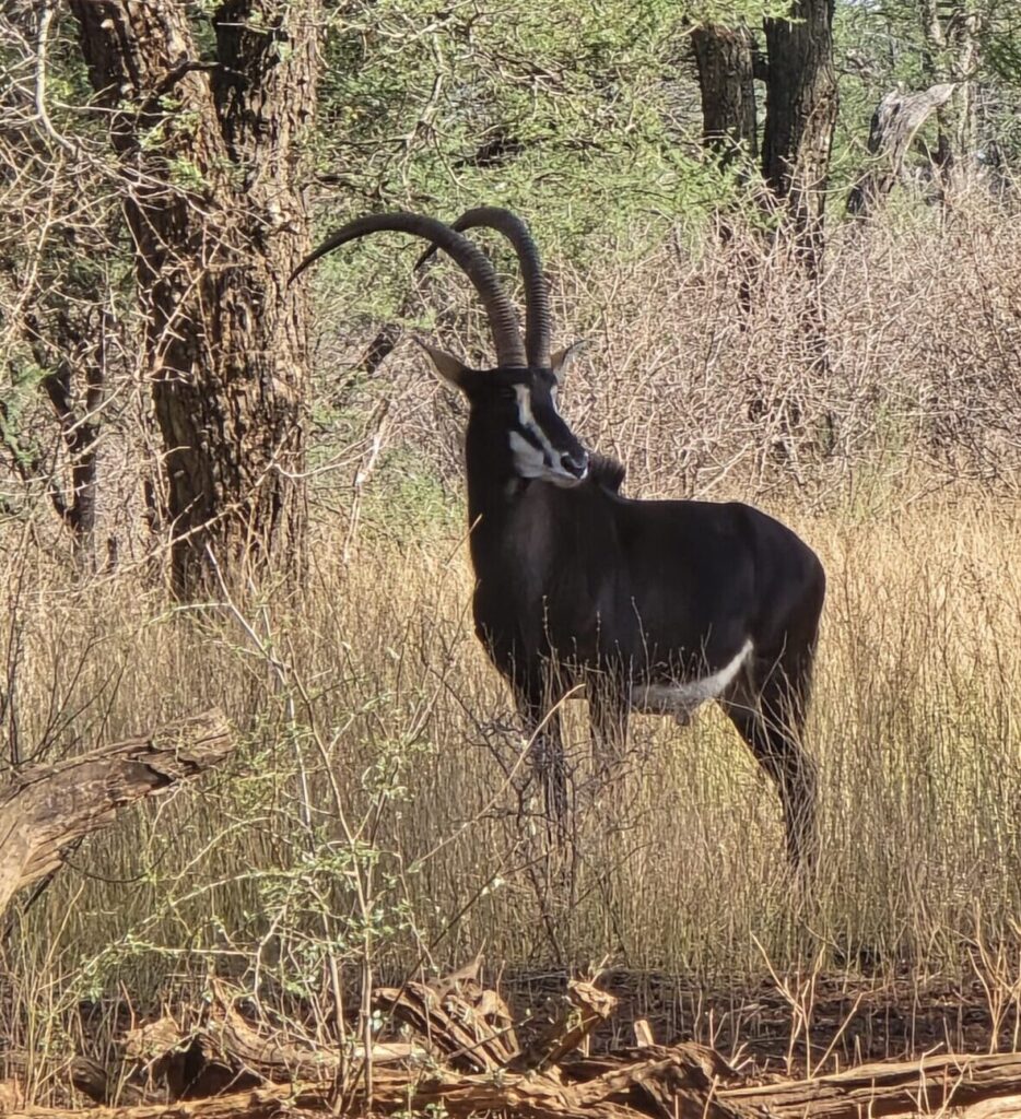 Sable antelope bull standing in long grass