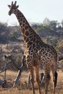 Giraffe in the bushveld