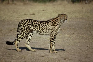 King cheetah on open ground