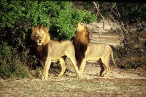 Two male lions at the edge of the bush