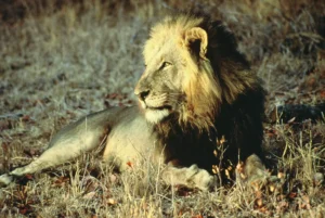 Lion resting in the grass