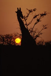 Giraffe silhouetted against a sunset