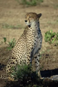 Cheetah sitting in the grass