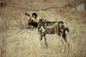 African wild dog in dry grass