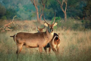 Waterbuck bulls in the grass