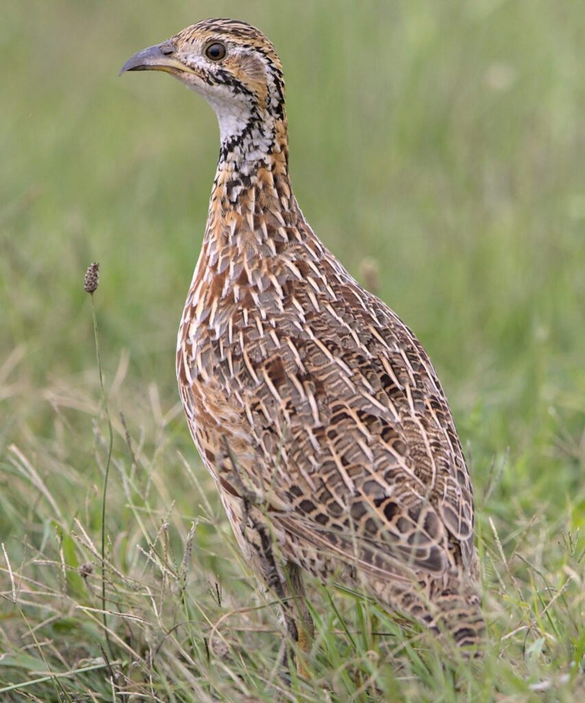 Francolin standing in grassland