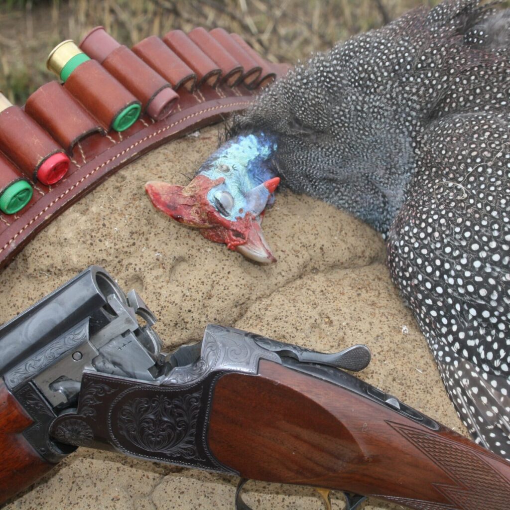 Guineafowl and shotgun with a cartridge belt