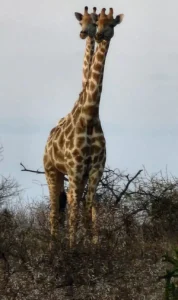 Giraffe standing tall above the bush