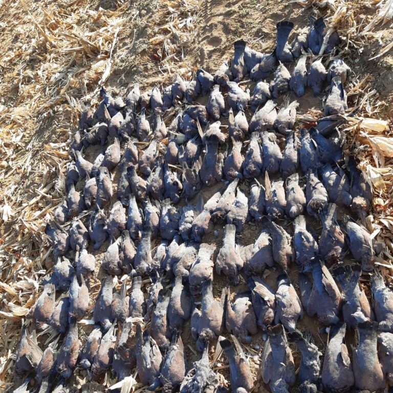 Rows of pigeons and doves laid out in a maize field