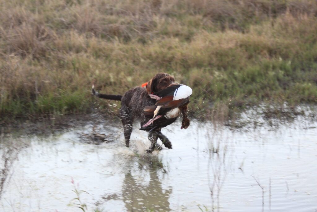 Hunting dog retrieving a dummy through shallow water during training