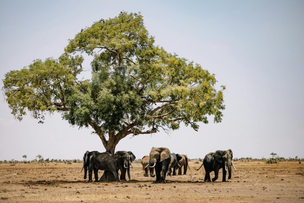 Elephant herd sheltering under a large tree