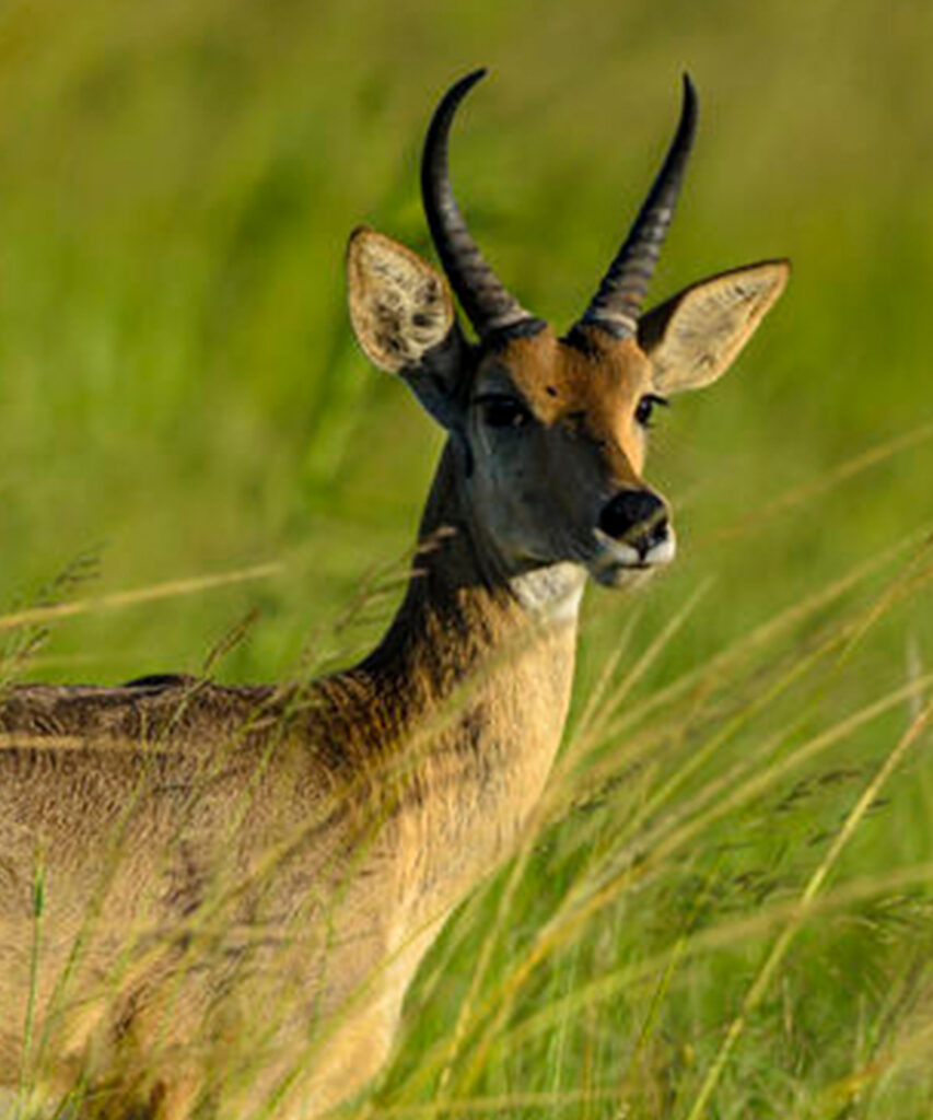 Reedbuck ram standing in green grass