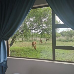 Antelope grazing outside a large bedroom window